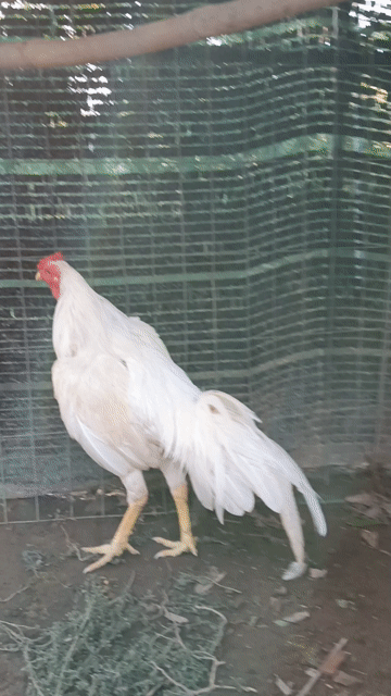 Gà Thái Mỹ trống 7 tháng 2.6 kg. Mua bán Gà tại Thành phố Mỹ Tho Tiền Giang được đăng bởi Nghĩa  hình 1