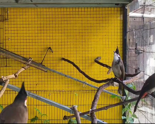 Chim cảnh Đa sắc Hung dữ. Mua bán Chim tại Quận Liên Chiểu Đà Nẵng được đăng bởi Hưng boi hình 1