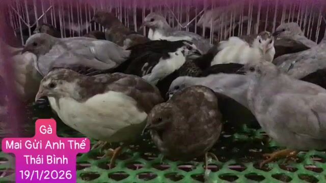 Gà Rutin sinh sản. Mua bán Gà tại Quận Nam Từ Liêm Hà Nội được đăng bởi Phan Thị Quỳnh Ho hình 1