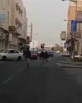 *LMAO* Wild Ostrich Caught Running in the Middle of the Street!