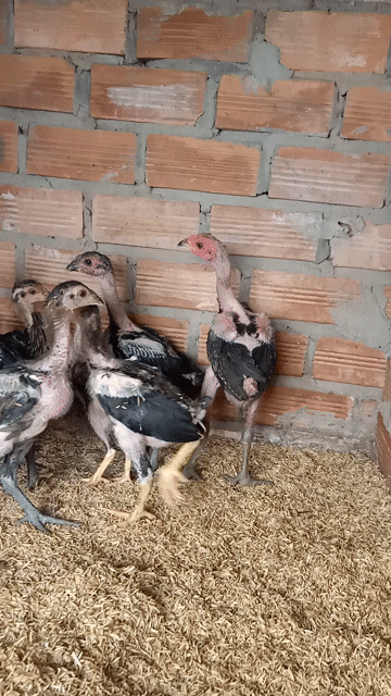 Gà đòn rặc con 2 tháng. Mua bán Gà tại Thành phố Thuận An Bình Dương được đăng bởi Thanh hình 1