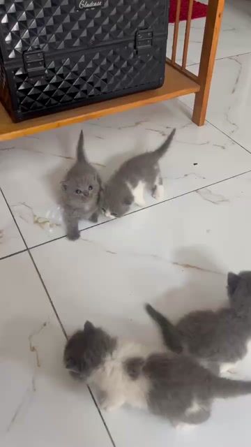 Mèo ALN chân lùn tai cụp. Mua bán Mèo tại Quận Hoàng Mai Hà Nội được đăng bởi Gia Linh hình 1
