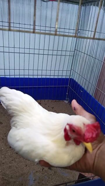 Gà tre bắ cộc nhạn mã lửng 450g Đuôi tôm. Mua bán Gà tại Quận Bình Thuỷ Cần Thơ được đăng bởi Tre Bắc Cộc hình 1