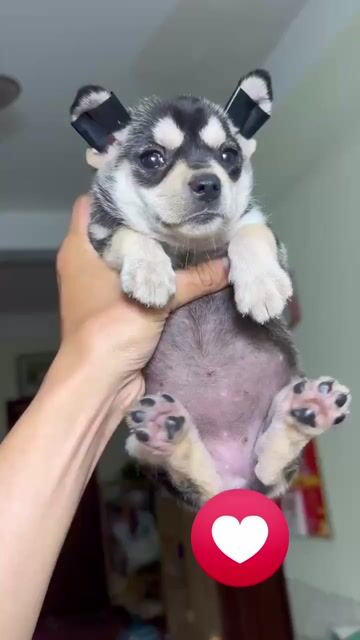 Chó Chihuahua nhỏ đã tiêm. Mua bán Chó tại Huyện Bình Chánh Tp Hồ Chí Minh được đăng bởi Duong tu linh hình 1