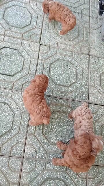 Chó Poodle con. Mua bán Chó tại Huyện Gò Dầu Tây Ninh được đăng bởi trần thị thu hạnh  hình 1