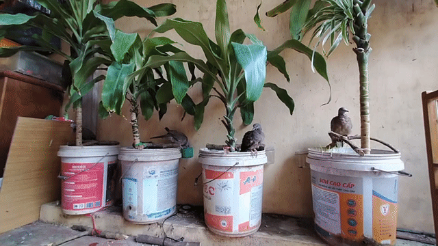 Chim gáy Non Nâu Thuần. Mua bán Chim tại Quận Bắc Từ Liêm Hà Nội được đăng bởi Việt Tùng hình 1