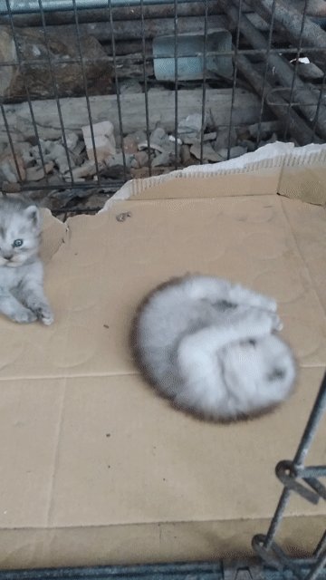 Mèo Anh lông ngắn cái màu xám. Mua bán Mèo tại Thành phố Vĩnh Long Vĩnh Long được đăng bởi danh hình 1