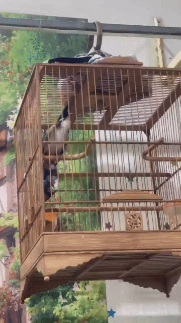 Chim chào mào trống khỏe mạnh đã thuần giọng hay. Mua bán Chim tại Quận Bình Tân Tp Hồ Chí Minh được đăng bởi Hoàng Long hình 1