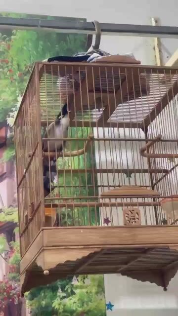 Chim chào mào trống khỏe mạnh đã thuần giọng hay. Mua bán Chim tại Quận Bình Tân Tp Hồ Chí Minh được đăng bởi Hoàng Long hình 1