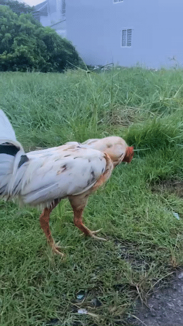 Gà Trắng 2.5kg Đực. Mua bán Gà tại Thành phố Rạch Giá Kiên Giang được đăng bởi Hạo Thiên Lê hình 1
