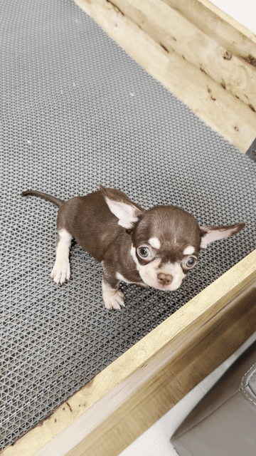 Chó Chihuahua Choco tan đã tiêm. Mua bán Chó tại Quận Bình Tân Tp Hồ Chí Minh được đăng bởi Kyn hình 1