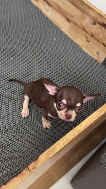 Chó Chihuahua Choco tan đã tiêm. Mua bán Chó tại Quận Bình Tân Tp Hồ Chí Minh được đăng bởi Kyn hình 1