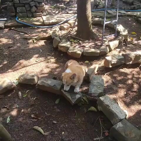 Chó Corgi Pembroke 2 tuổi. Mua bán Chó tại Huyện Châu Đức Bà Rịa - Vũng Tàu được đăng bởi Võ Văn Xuân hình 1