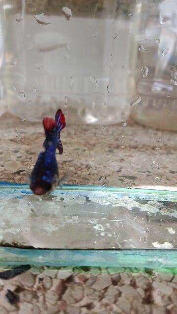 Cá betta 3. Mua bán Thú cưng khác tại Huyện Trà Ôn Vĩnh Long được đăng bởi Hồng Thúy hình 1