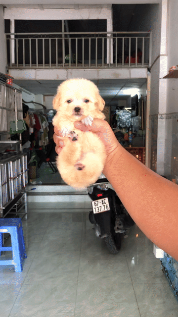 trai teacup. Mua bán Chó tại Quận 8 Tp Hồ Chí Minh được đăng bởi Pé Heo hình 1
