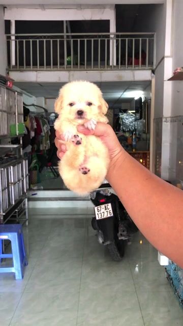 trai teacup. Mua bán Chó tại Quận 8 Tp Hồ Chí Minh được đăng bởi Pé Heo hình 1