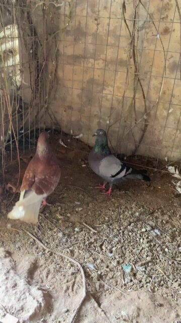 Bồ câu Gà lai Đen Trắng. Mua bán Chim tại Huyện Phú Tân An Giang được đăng bởi Thanh Tuan hình 1