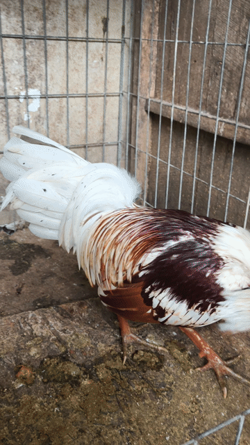 bướm camilo trang 1k5 tay 1cuc log mới tơ 7 tháng . Mua bán Gà tại Thành phố Thủ Dầu Một Bình Dương được đăng bởi Thanh Tiền hình 1
