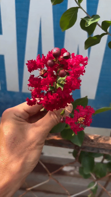 Cây cảnh Tường vi Đỏ. Mua bán Cây cảnh, đồ trang trí tại Huyện Hóc Môn Tp Hồ Chí Minh được đăng bởi Hoang My Gaden hình 1