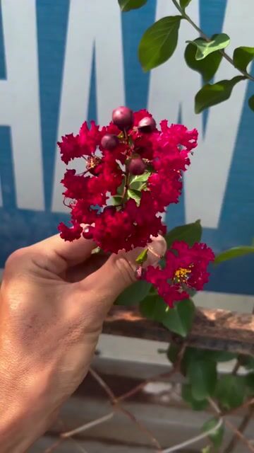 Cây cảnh Tường vi Đỏ. Mua bán Cây cảnh, đồ trang trí tại Huyện Hóc Môn Tp Hồ Chí Minh được đăng bởi Hoang My Gaden hình 1