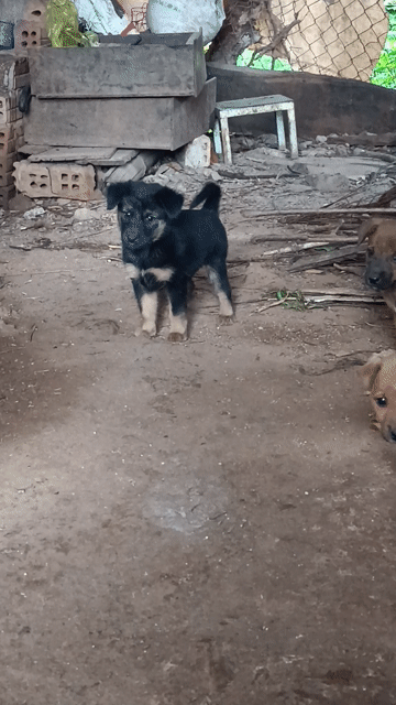 Chó con . Mua bán Chó tại Thành phố Buôn Ma Thuột Đắk Lắk được đăng bởi Nguyễn Văn Chiến hình 1