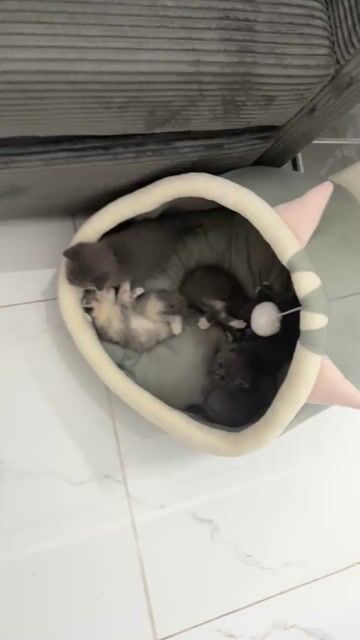 Mèo Anh lông ngắn Bicolor 1 tháng. Mua bán Mèo tại Thành phố Thủ Đức Tp Hồ Chí Minh được đăng bởi Triệu Tấn Tuấn hình 1