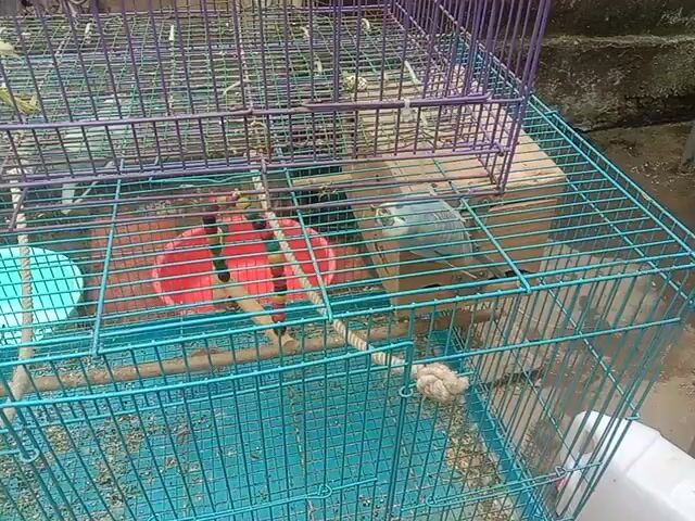 Vẹt Vàng-xanh cái 7 tháng tuổi. Mua bán Chim tại Huyện Gia Lâm Hà Nội được đăng bởi NGUYÊN KHANG NGUYÊN VŨ hình 1