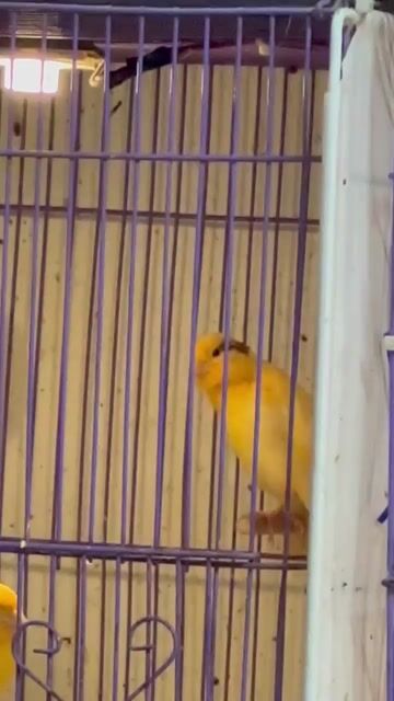 Chim Hồng yến trống tơ hơi lem. Mua bán Chim tại Quận Hoàng Mai Hà Nội được đăng bởi Nguyễn Văn Lâm hình 1