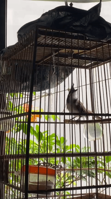 Chim chào mào Mau mỏ. Mua bán Chim tại Quận Hoàng Mai Hà Nội được đăng bởi PA hình 1