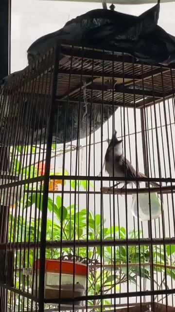 Chim chào mào Mau mỏ. Mua bán Chim tại Quận Hoàng Mai Hà Nội được đăng bởi PA hình 1