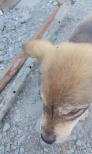 Chó cỏ xám 6 tháng. Mua bán Chó tại Quận Bình Thuỷ Cần Thơ được đăng bởi Bảo Mai hình 1