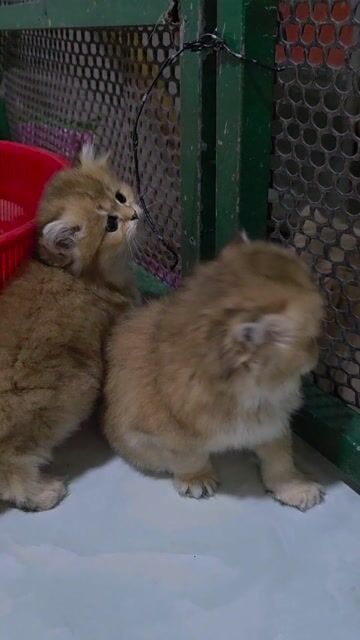 Mèo Golden Ny12 Ny25. Mua bán Mèo tại Thành phố Thủ Đức Tp Hồ Chí Minh được đăng bởi Mai Phương hình 1