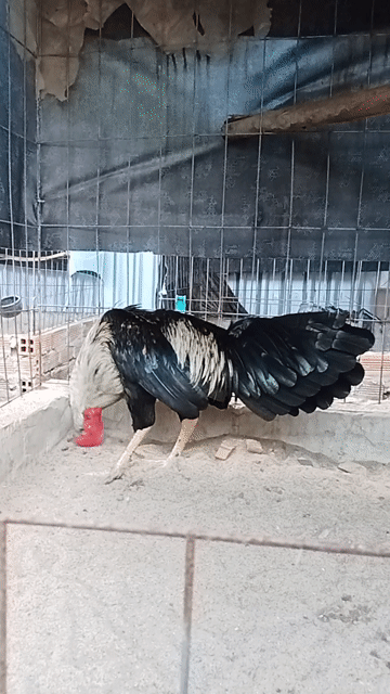 chuối đen hàng xịn . Mua bán Gà tại Thị xã Vĩnh Châu Sóc Trăng được đăng bởi FARM Thiện Sóc Trăng  hình 1