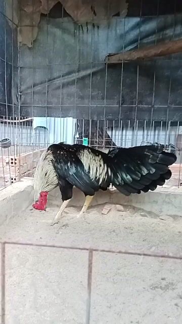 chuối đen hàng xịn . Mua bán Gà tại Thị xã Vĩnh Châu Sóc Trăng được đăng bởi FARM Thiện Sóc Trăng  hình 1