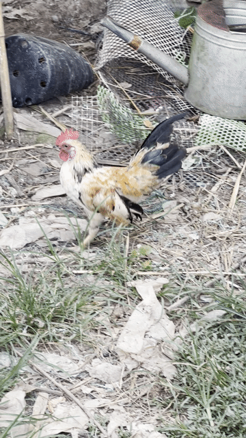 Gà mini 300gram gl cu gây hoặc bán. Mua bán Gà tại Huyện Càng Long Trà Vinh được đăng bởi Vũ hình 1