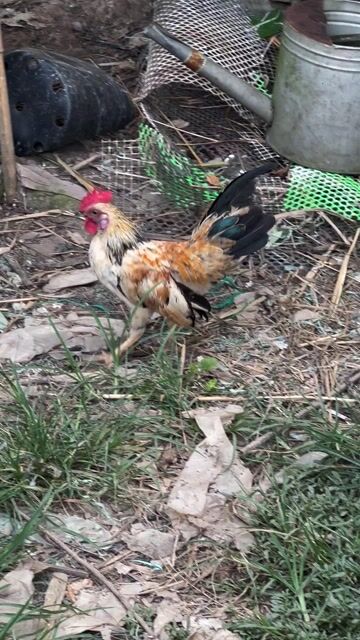 Gà mini 300gram gl cu gây hoặc bán. Mua bán Gà tại Huyện Càng Long Trà Vinh được đăng bởi Vũ hình 1