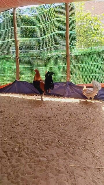 Gà nồi mỹ rặc. Mua bán Gà tại Huyện Cai Lậy Tiền Giang được đăng bởi Phước hình 1