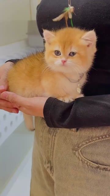 Mèo munchkin Golden lùn cái tông red vip. Mua bán Mèo tại Thành phố Thủ Đức Tp Hồ Chí Minh được đăng bởi Âu Minh Huy hình 1