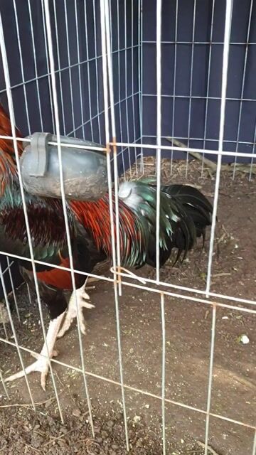 Nồi sil việt mỹ. Mua bán Gà tại Huyện Châu Đức Bà Rịa - Vũng Tàu được đăng bởi Ninh Cường hình 1