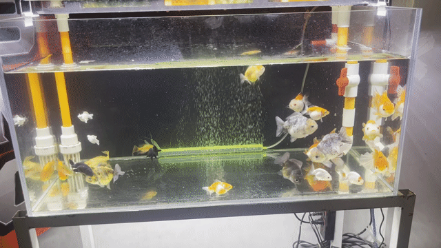 Cá cảnh Oranda Ranchu 4 ngón Muối tiêu. Mua bán Thú cưng khác tại Huyện Nhà Bè Tp Hồ Chí Minh được đăng bởi Linh Global  hình 1