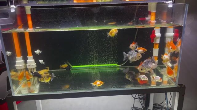 Cá cảnh Oranda Ranchu 4 ngón Muối tiêu. Mua bán Thú cưng khác tại Huyện Nhà Bè Tp Hồ Chí Minh được đăng bởi Linh Global  hình 1