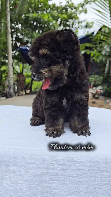 Chó Poodle Đực Phantom Tai Gấu Tinycup. Mua bán Chó tại Thành phố Thủ Đức Tp Hồ Chí Minh được đăng bởi Ân Ân chuyên chó cảnh đẹp thuần  hình 1