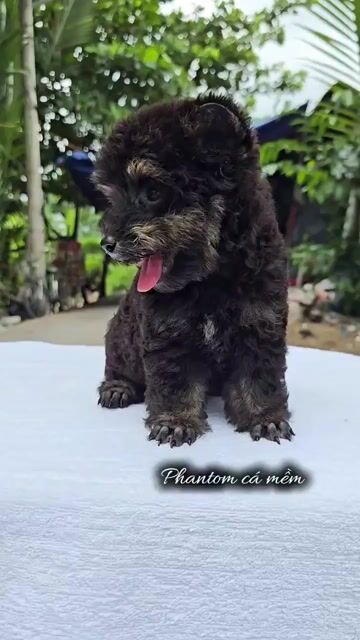 Chó Poodle Đực Phantom Tai Gấu Tinycup. Mua bán Chó tại Thành phố Thủ Đức Tp Hồ Chí Minh được đăng bởi Ân Ân chuyên chó cảnh đẹp thuần  hình 1