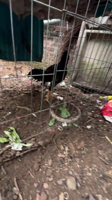 tía chân vàng 28. Mua bán Gà tại Huyện Đông Anh Hà Nội được đăng bởi Hung Chu hình 1