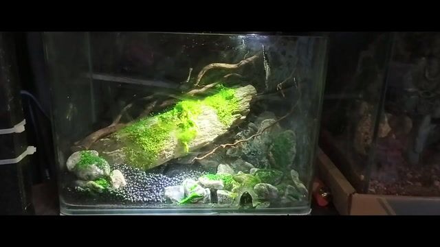 Hồ thủy sinh mini 30x18x20cm. Mua bán Phụ kiện, Thức ăn, Dịch vụ tại Quận Liên Chiểu Đà Nẵng được đăng bởi Trương Ngân Hà hình 1