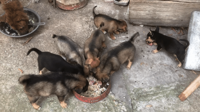 Chó con nhiều màu đã tiêm. Mua bán Chó tại Thành phố Nam Định Nam Định được đăng bởi Trần Tuấn hình 1