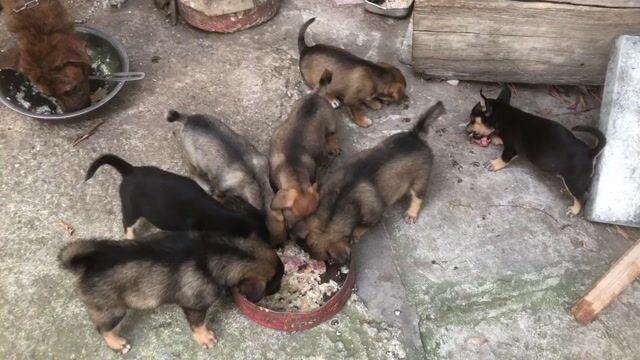 Chó con nhiều màu đã tiêm. Mua bán Chó tại Thành phố Nam Định Nam Định được đăng bởi Trần Tuấn hình 1