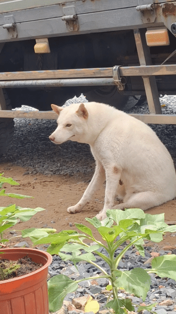 Chó Husky lai cái. Mua bán Chó tại Quận Bình Tân Tp Hồ Chí Minh được đăng bởi Trần Hiếu hình 1