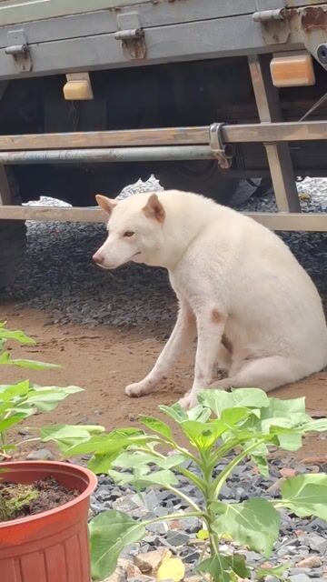 Chó Husky lai cái. Mua bán Chó tại Quận Bình Tân Tp Hồ Chí Minh được đăng bởi Trần Hiếu hình 1