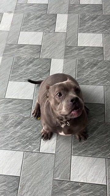 Chó cái xám hơn 20kg đã triệt sản. Mua bán Chó tại Huyện Cẩm Xuyên Hà Tĩnh được đăng bởi Trần Huyền Thương hình 1